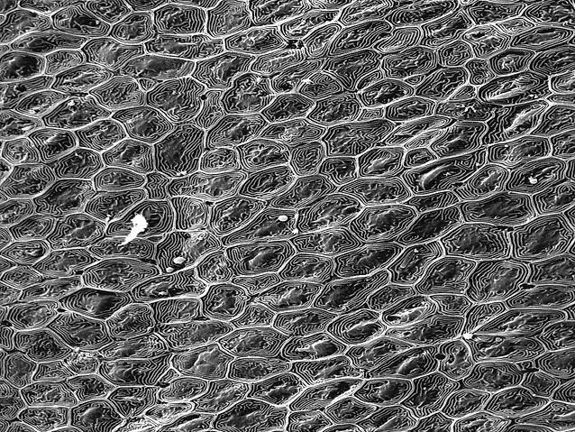 Microscopic image of fish osmoregulation