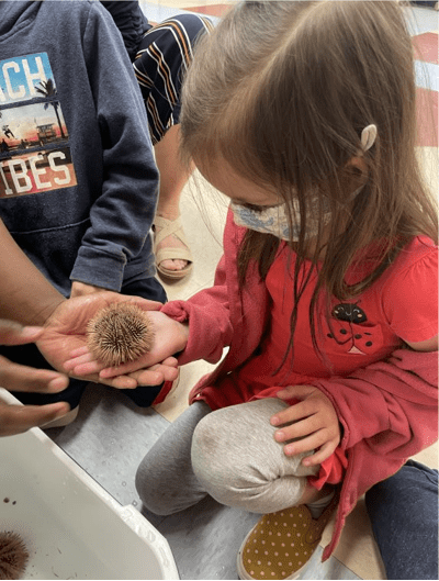 Student Grabbing Live Sea Urchin