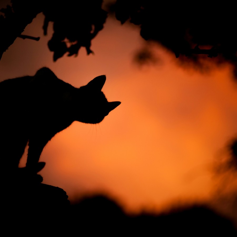 The silhouette of a cat in a tree with an orange sky in the background.