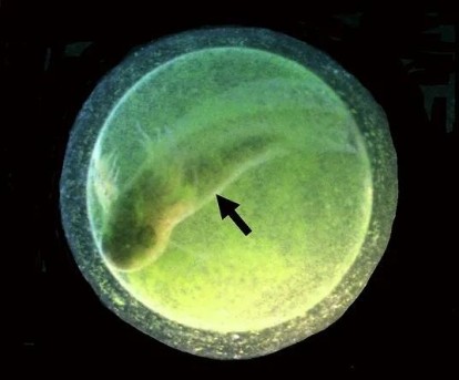 Microscopic image of a salamander embryo