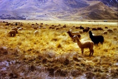 llamas in a field